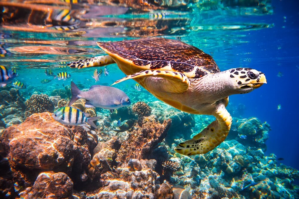 BIG_Maldives-1-1_16976445501007