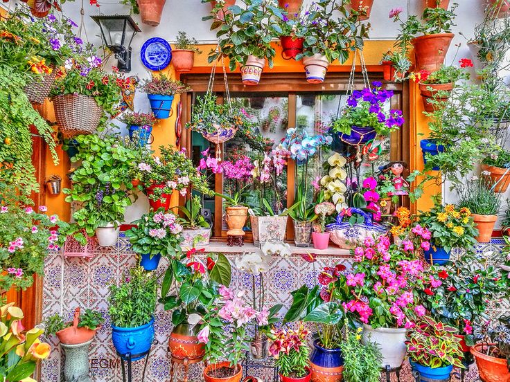 BIG_Festival-de-Los-Pateios-Cordobeses-Spain-Exotic-Holiday_17716727393502