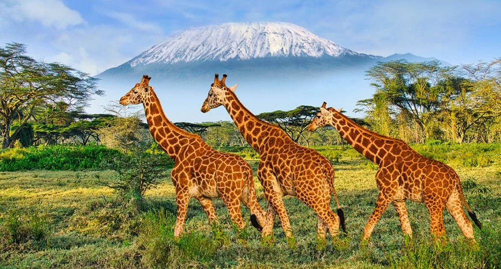 natsionalen park amboseli