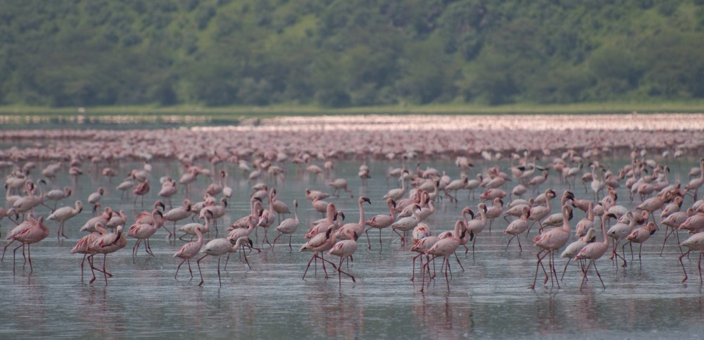 natsionalen park ezeroto nakuru