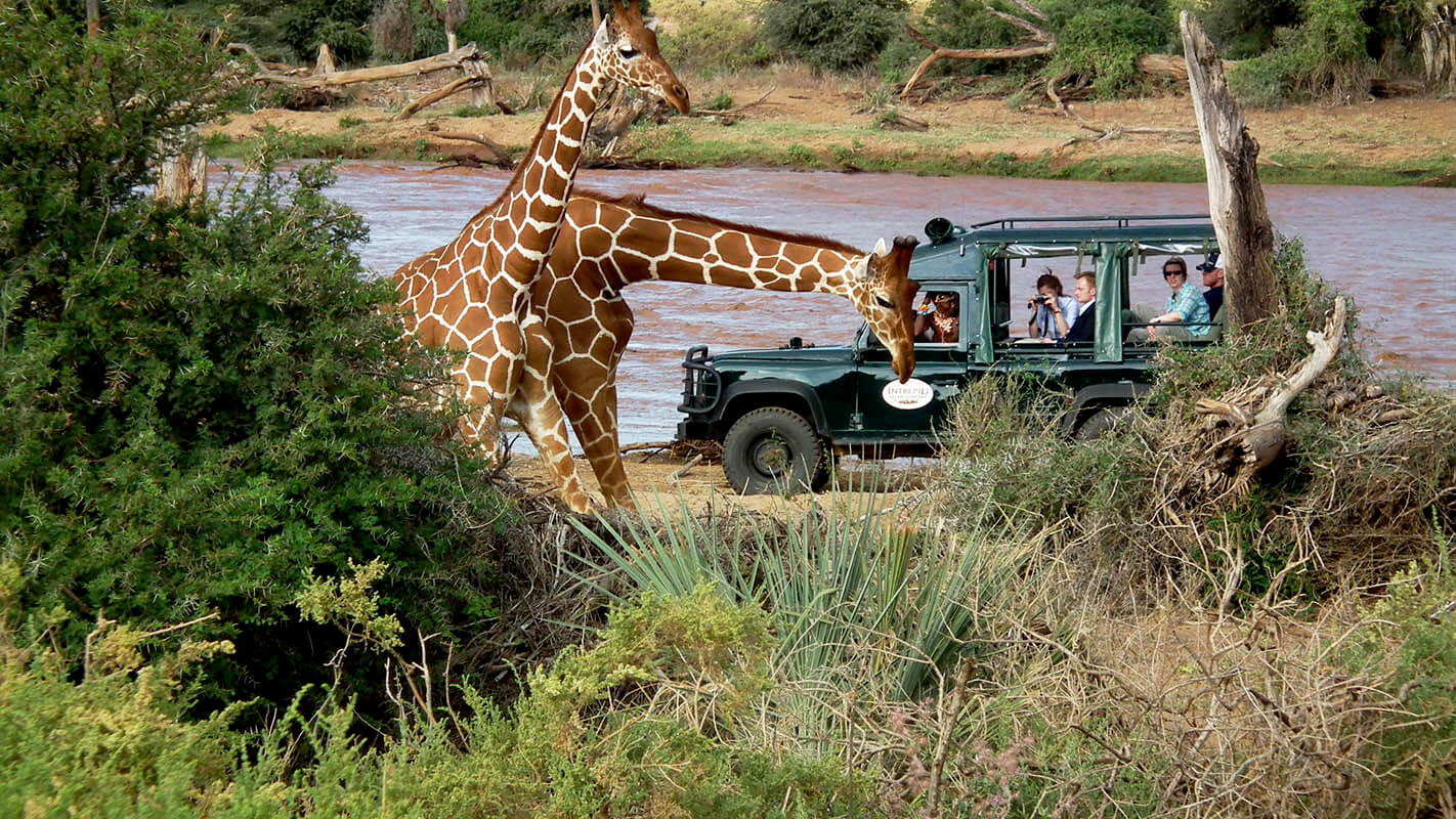 safari v samburu1