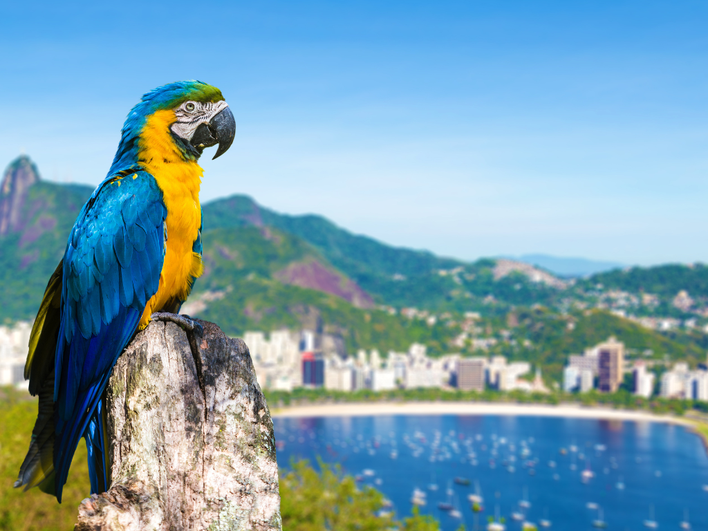 rio5